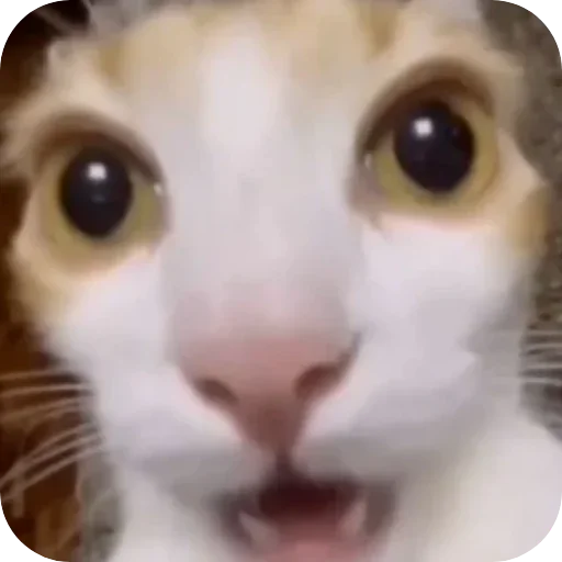Стикер из набора @UNUAL qzu для Телеграм: Анимированные, Видео, Статические 🐱