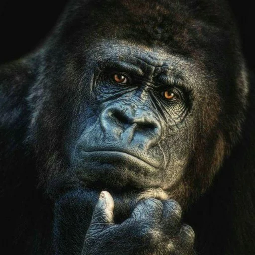 Стикер из набора Rudy football для Телеграм: Статические 🐵