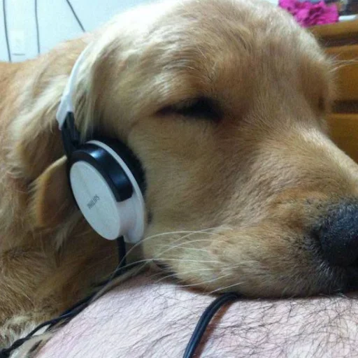 Стикер из набора Буквы кончились для Телеграм: Статические 🎧