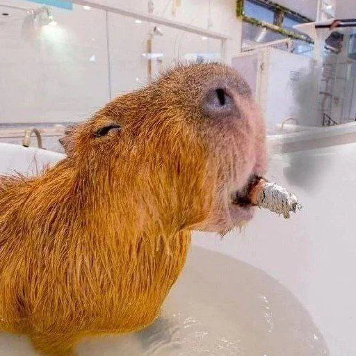 Стикер из набора Буквы кончились для Телеграм: Статические 🛀