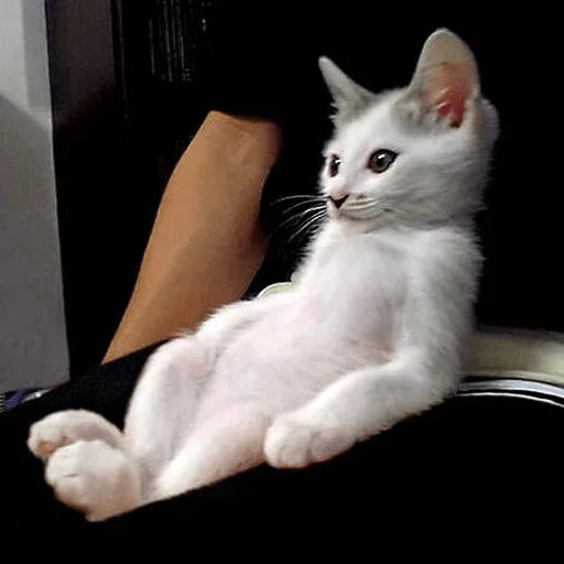 Стикер из набора RyoDelRio для Телеграм: Анимированные, Видео, Статические 🐱