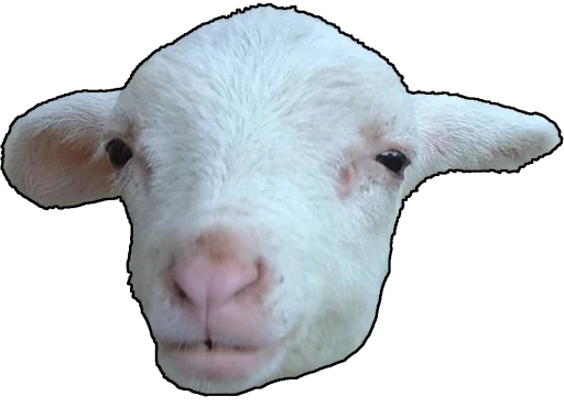 Стикер из набора RyoDelRio для Телеграм: Анимированные, Видео, Статические 🐑