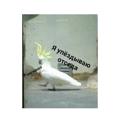 Стикер из набора Ржачные животные для Телеграм: Статические 😋