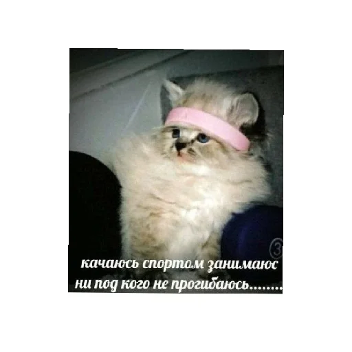 Стикер из набора Ржачные животные для Телеграм: Статические 😑
