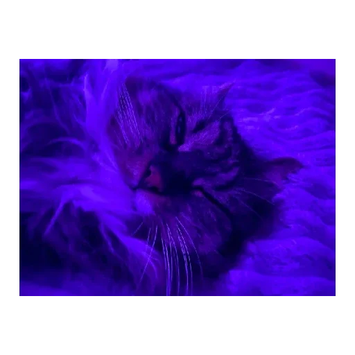 Стикер из набора Ржачные животные для Телеграм: Статические 😴