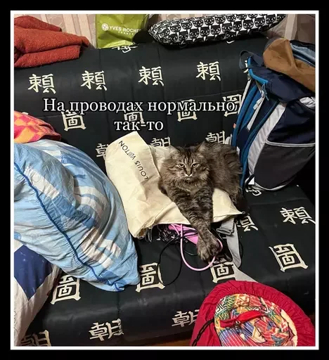 Стикер из набора 🥊 для Телеграм: Статические 😼