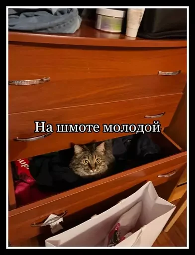 Стикер из набора 🥊 для Телеграм: Статические 🤟