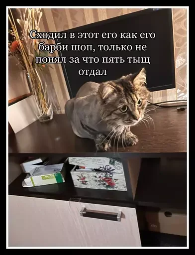 Стикер из набора 🥊 для Телеграм: Статические 😼