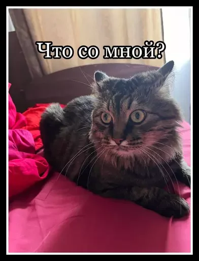 Стикер из набора 🥊 для Телеграм: Статические 🙋
