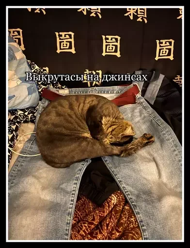 Стикер из набора 🥊 для Телеграм: Статические 👖