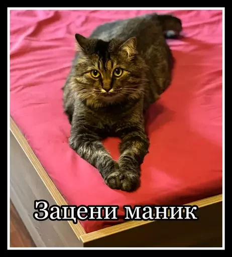 Стикер из набора 🥊 для Телеграм: Статические 🪟