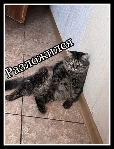 Стикер из набора 🥊 для Телеграм: Статические 🙀