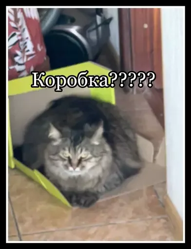 Стикер из набора 🥊 для Телеграм: Статические 💅