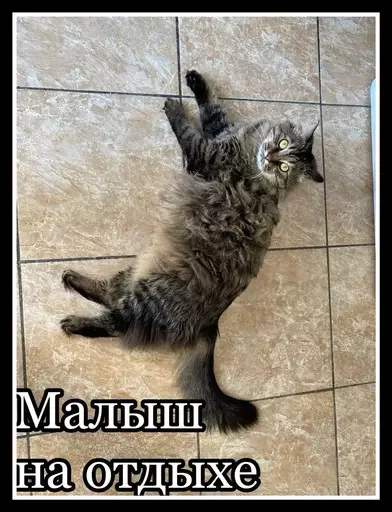 Стикер из набора 🥊 для Телеграм: Статические 😽