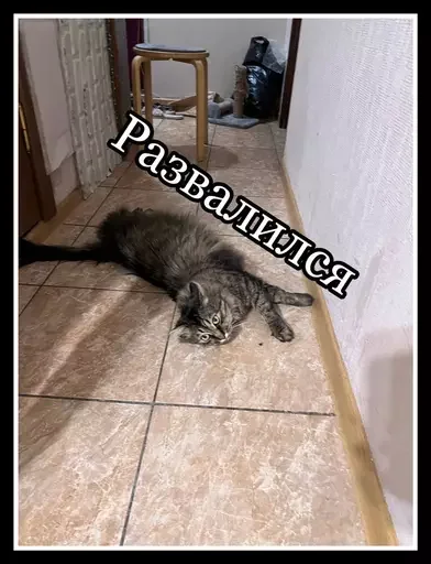 Стикер из набора 🥊 для Телеграм: Статические 😸