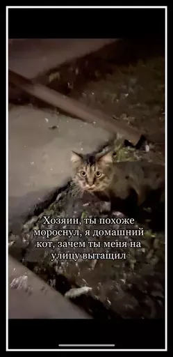 Стикер из набора 🥊 для Телеграм: Статические 🙀