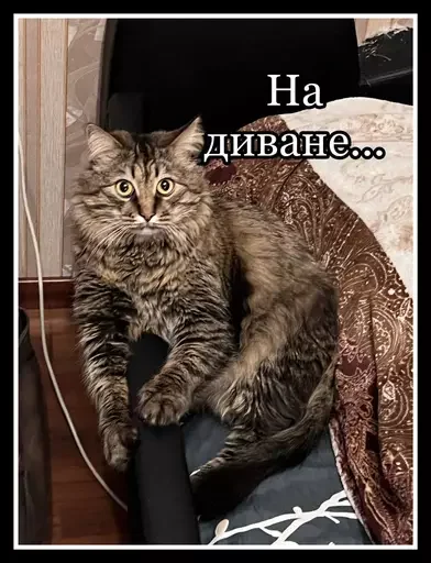 Стикер из набора 🥊 для Телеграм: Статические 🦁