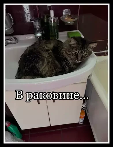 Стикер из набора 🥊 для Телеграм: Статические 🐚