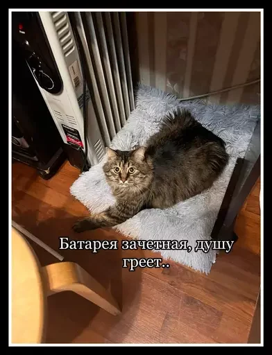 Стикер из набора 🥊 для Телеграм: Статические 🤠
