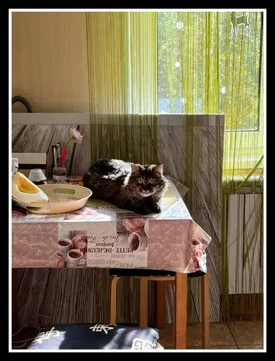 Стикер из набора 🥊 для Телеграм: Статические 🐱