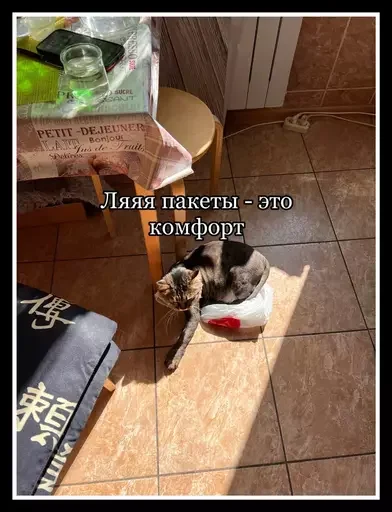 Стикер из набора 🥊 для Телеграм: Статические 😸