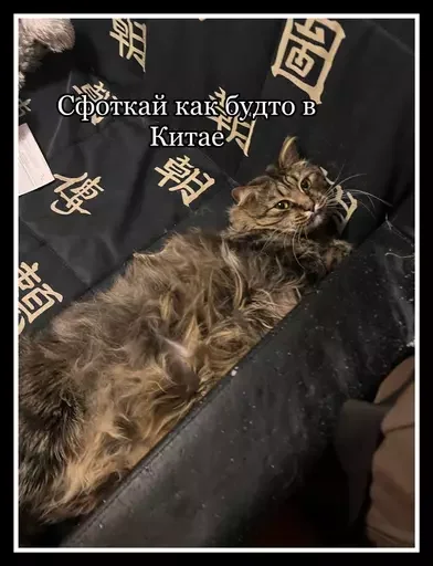 Стикер из набора 🥊 для Телеграм: Статические 🐈⬛
