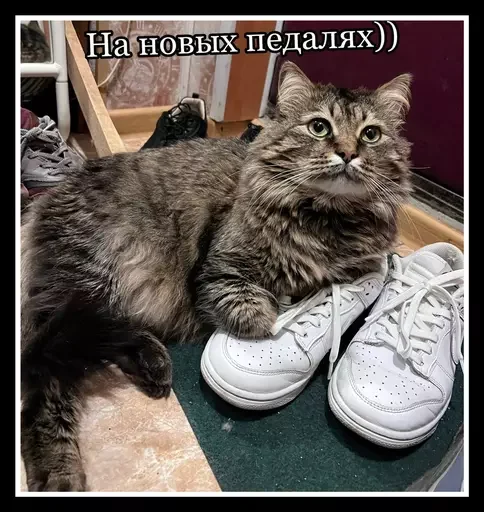 Стикер из набора 🥊 для Телеграм: Статические 👟