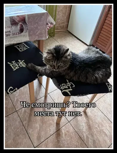 Стикер из набора 🥊 для Телеграм: Статические 😺