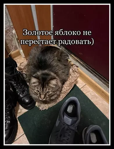 Стикер из набора 🥊 для Телеграм: Статические 🍎