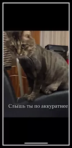 Стикер из набора 🥊 для Телеграм: Статические 😾