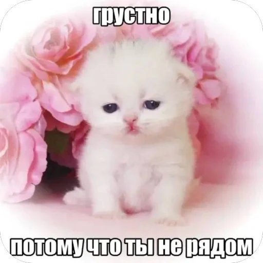 Стикер из набора нагиев🫦 для Телеграм: Статические 😿