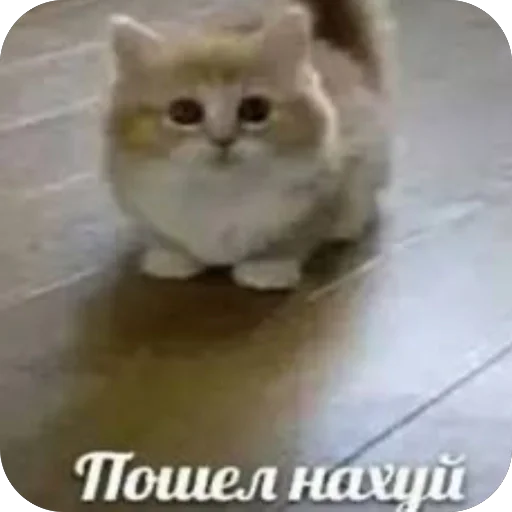 Стикер из набора нагиев🫦 для Телеграм: Статические 😻