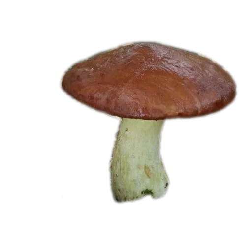 Стикер из набора У меня тут в нычке: для Телеграм: Статические 🍄