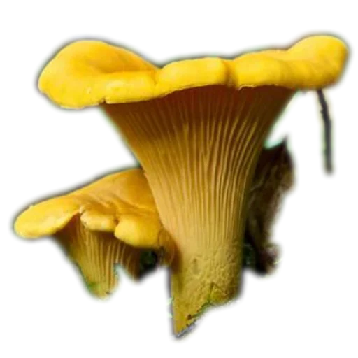 Стикер из набора У меня тут в нычке: для Телеграм: Статические 🍄