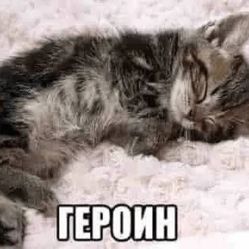 Стикер из набора Я вас всех ненавижу для Телеграм: Статические 🛌