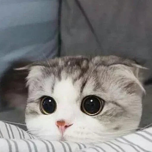 Стикер из набора Vedant_VN_ @Baka_VN😉 для Телеграм: Статические 😕