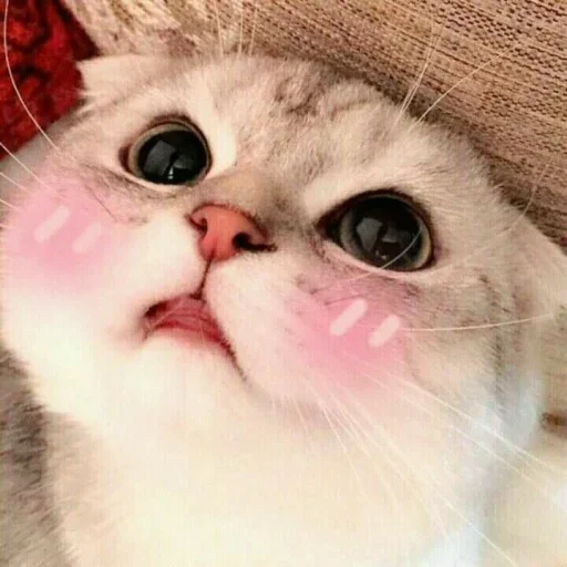 Стикер из набора Vedant_VN_ @Baka_VN😉 для Телеграм: Статические ☺️