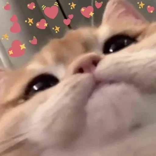Стикер из набора Vedant_VN_ @Baka_VN😉 для Телеграм: Статические 😊