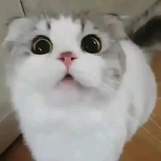 Стикер из набора Vedant_VN_ @Baka_VN😉 для Телеграм: Статические 😧