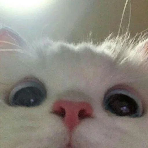 Стикер из набора Vedant_VN_ @Baka_VN😉 для Телеграм: Статические 👀