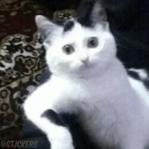 Стикер из набора @stjckers @gpstick @Majazinoo_accbot для Телеграм: Анимированные, Видео, Статические 🥸