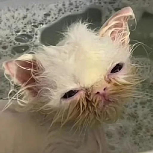 Стикер из набора Wisp для Телеграм: Статические 🛁