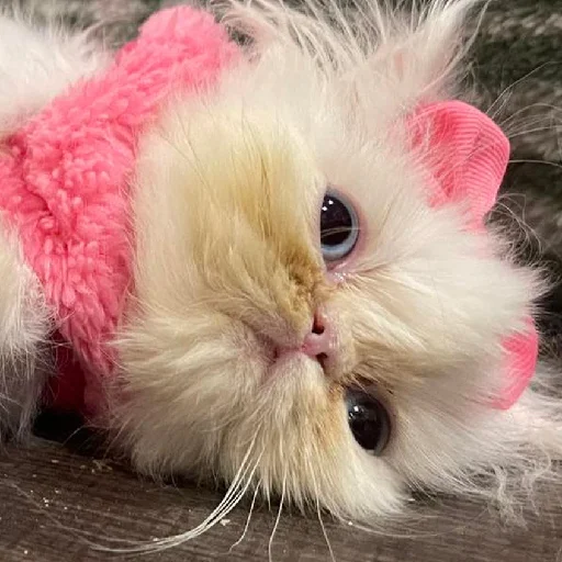 Стикер из набора Wisp для Телеграм: Статические 🎀