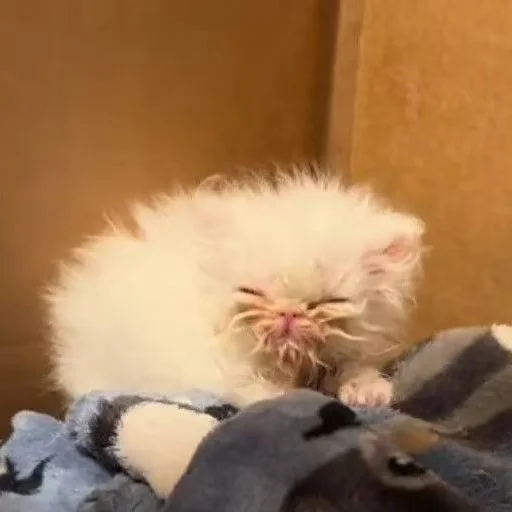 Стикер из набора Wisp для Телеграм: Статические 😴