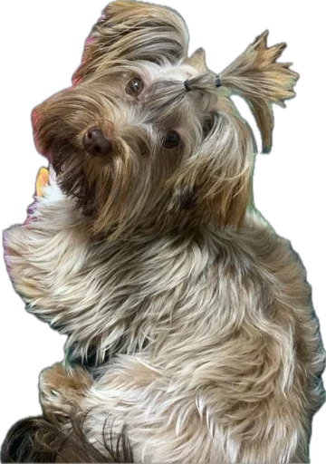 Стикер из набора Mayer pack для Телеграм: Статические 🐶