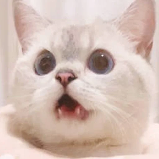 Стикер из набора Zuzu & Nana Reactions для Телеграм: Статические 😧