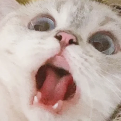 Стикер из набора Zuzu & Nana Reactions для Телеграм: Статические 😱