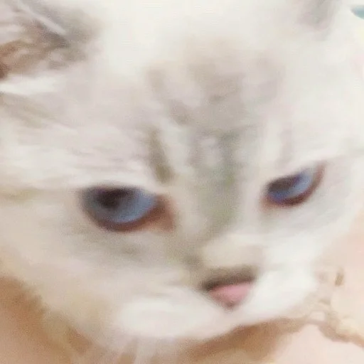 Стикер из набора Zuzu & Nana Reactions для Телеграм: Статические 😑