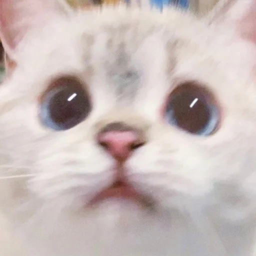 Стикер из набора Zuzu & Nana Reactions для Телеграм: Статические 🙁