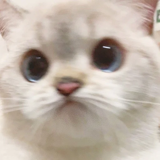 Стикер из набора Zuzu & Nana Reactions для Телеграм: Статические 🙁